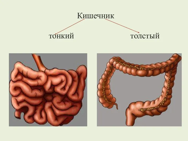 Кишечник тонкий толстый