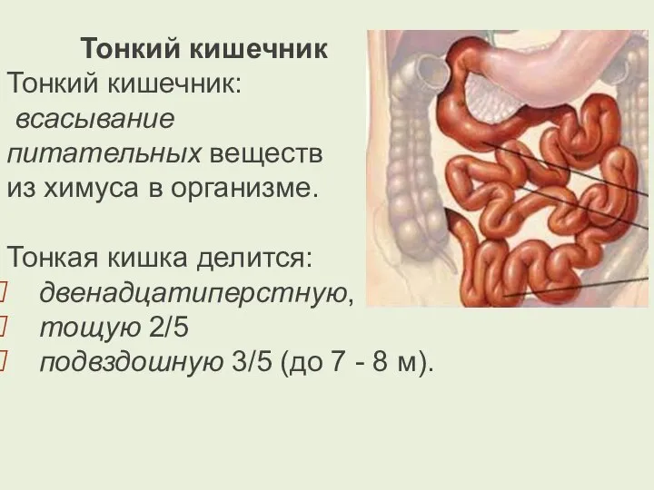 Тонкий кишечник Тонкий кишечник: всасывание питательных веществ из химуса в организме. Тонкая