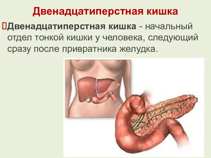 Двенадцатиперстная кишка Двенадцатиперстная кишка - начальный отдел тонкой кишки у человека, следующий сразу после привратника желудка.