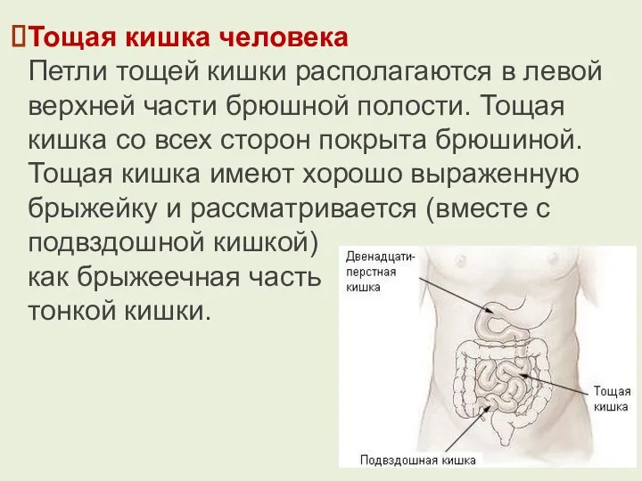 Тощая кишка человека Петли тощей кишки располагаются в левой верхней части брюшной