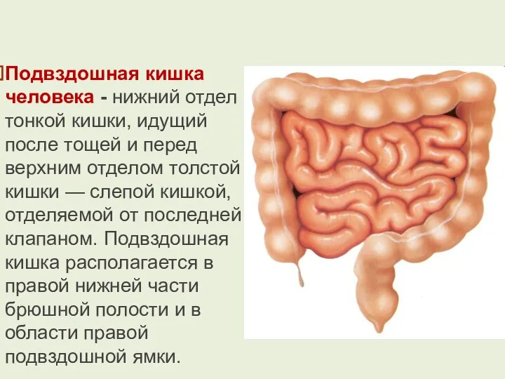 Подвздошная кишка человека - нижний отдел тонкой кишки, идущий после тощей и