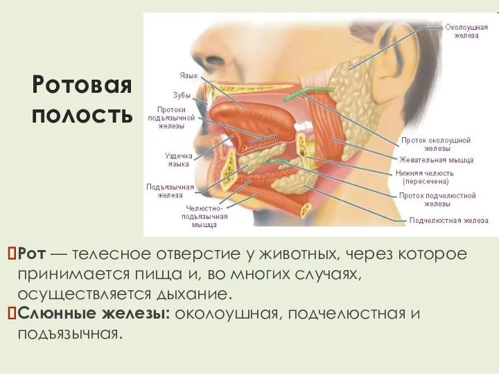 Ротовая полость Рот — телесное отверстие у животных, через которое принимается пища
