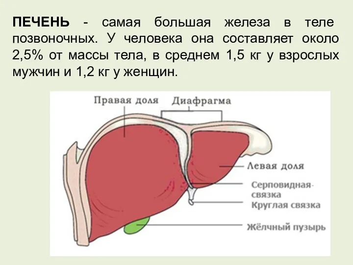 ПЕЧЕНЬ - самая большая железа в теле позвоночных. У человека она составляет