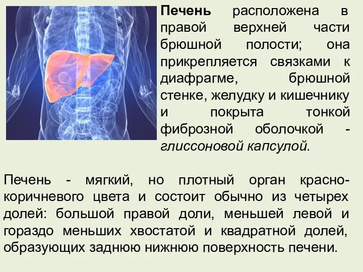 Печень расположена в правой верхней части брюшной полости; она прикрепляется связками к