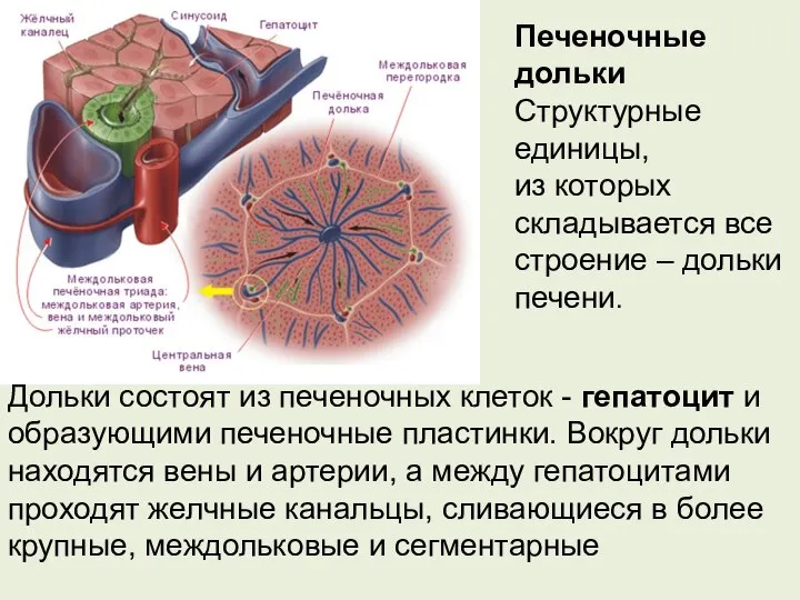 Печеночные дольки Структурные единицы, из которых складывается все строение – дольки печени.