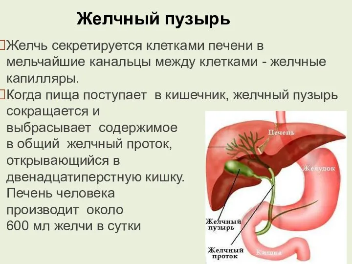 Желчный пузырь Желчь секретируется клетками печени в мельчайшие канальцы между клетками -