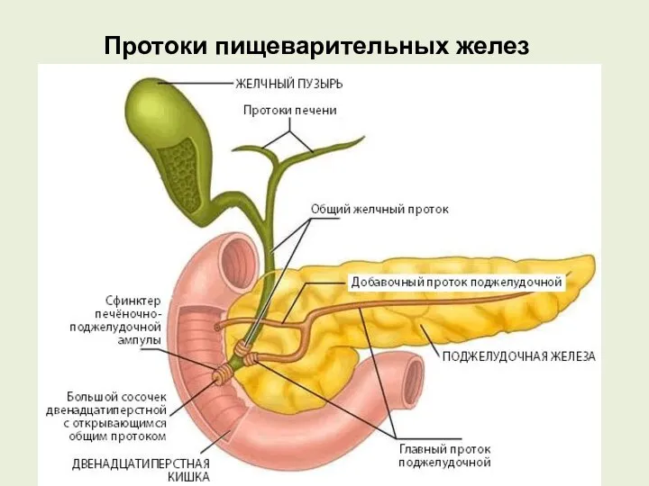 Протоки пищеварительных желез