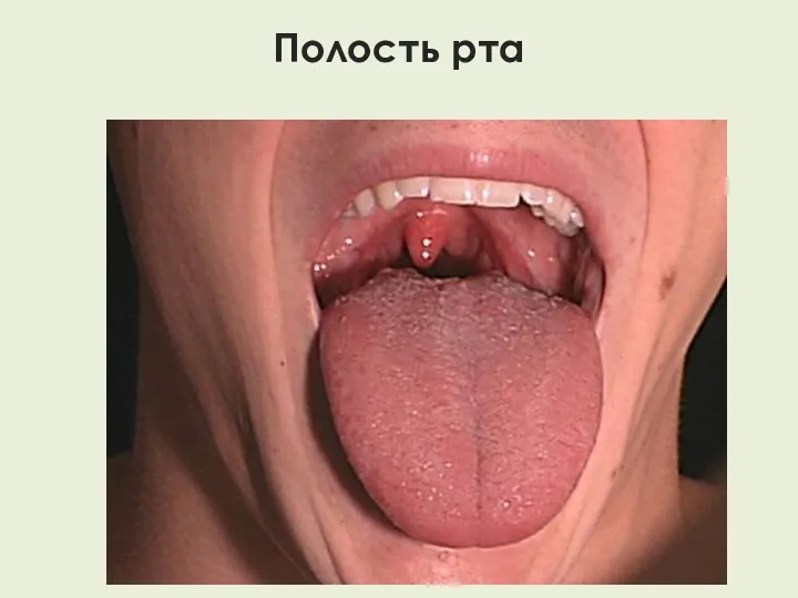 Полость рта