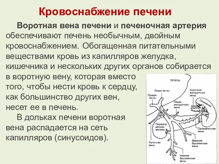 Кровоснабжение печени Воротная вена печени и печеночная артерия обеспечивают печень необычным, двойным