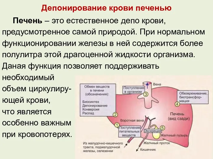 Депонирование крови печенью Печень – это естественное депо крови, предусмотренное самой природой.