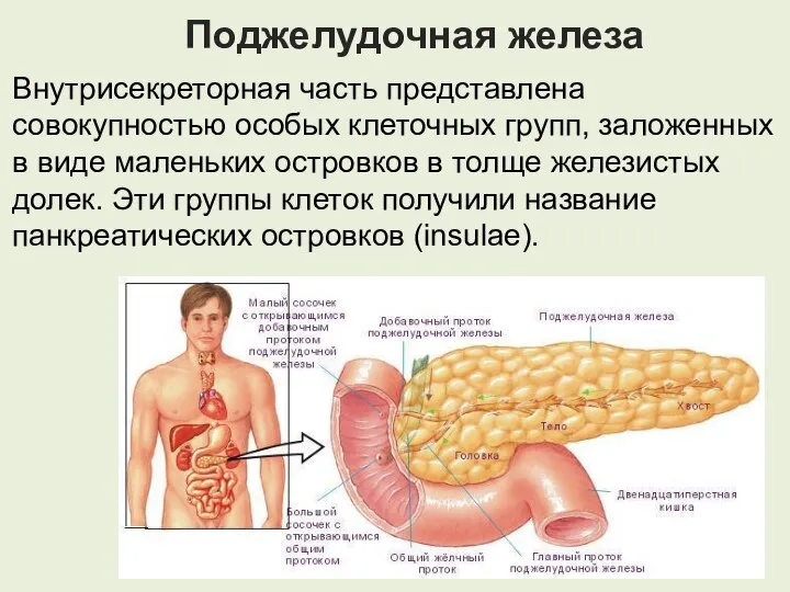 Поджелудочная железа Внутрисекреторная часть представлена совокупностью особых клеточных групп, заложенных в виде