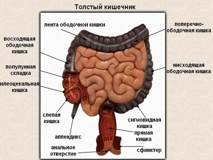 Толстая кишка .