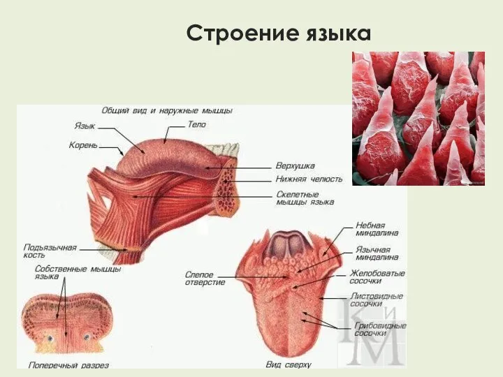 Строение языка