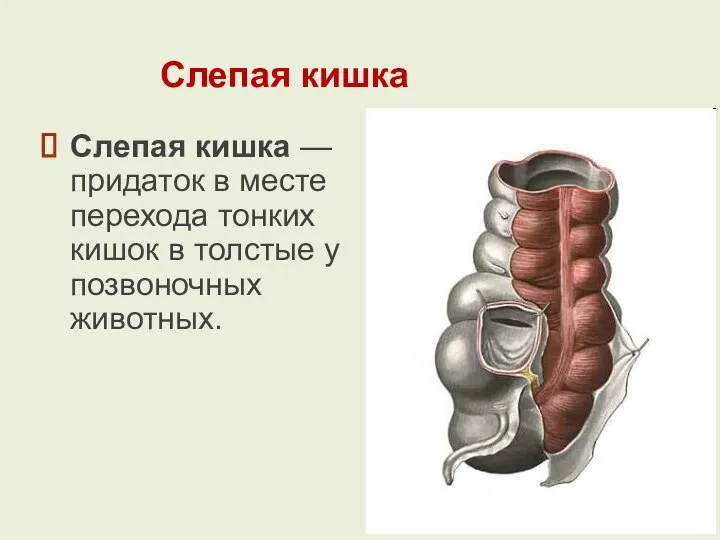 Слепая кишка Слепая кишка — придаток в месте перехода тонких кишок в толстые у позвоночных животных.