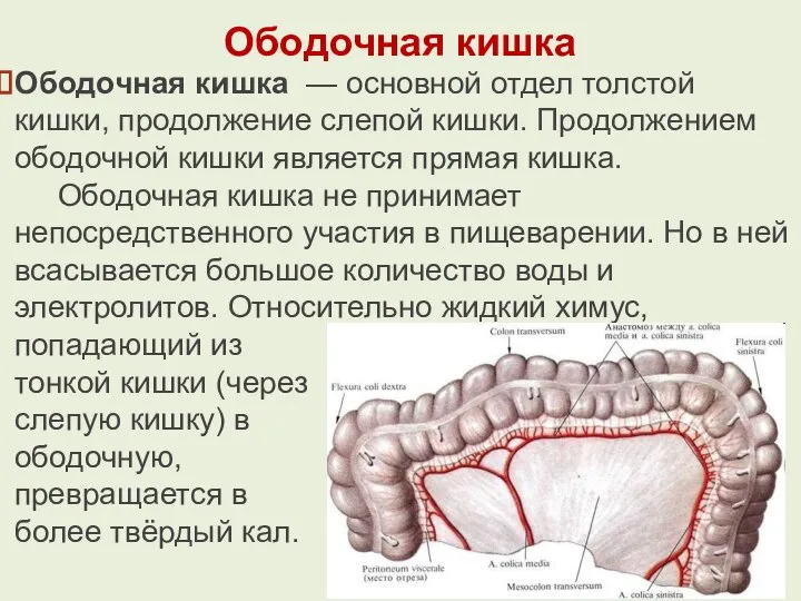 Ободочная кишка Ободочная кишка — основной отдел толстой кишки, продолжение слепой кишки.