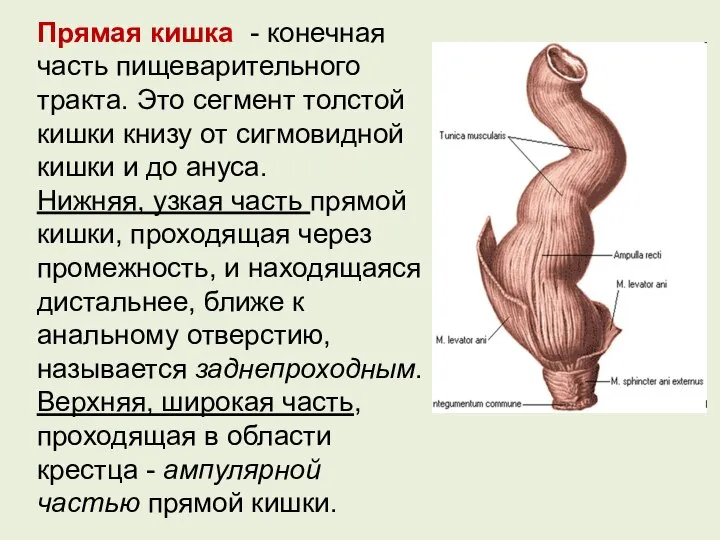 Прямая кишка - конечная часть пищеварительного тракта. Это сегмент толстой кишки книзу