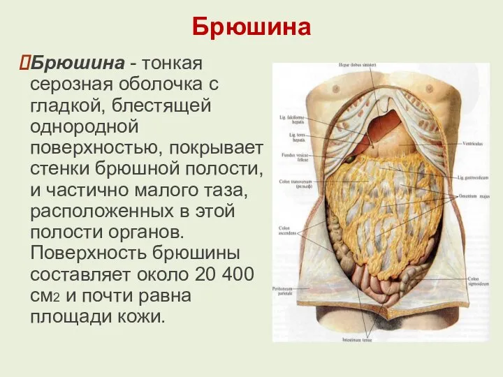 Брюшина Брюшина - тонкая серозная оболочка с гладкой, блестящей однородной поверхностью, покрывает