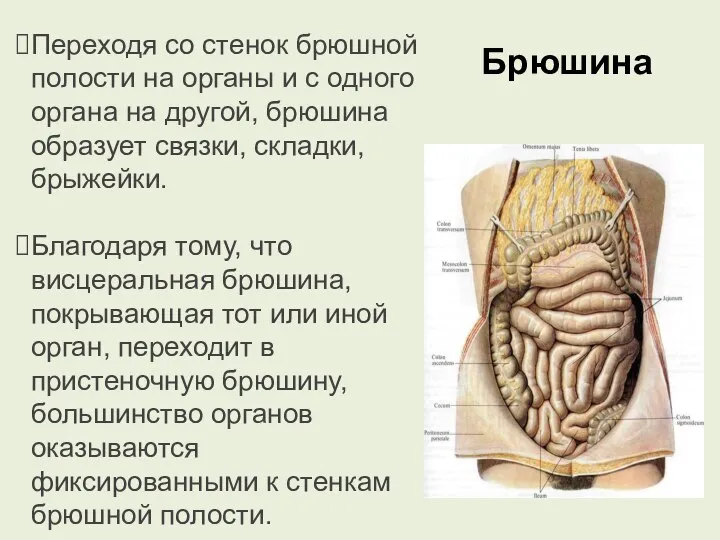 Переходя со стенок брюшной полости на органы и с одного органа на