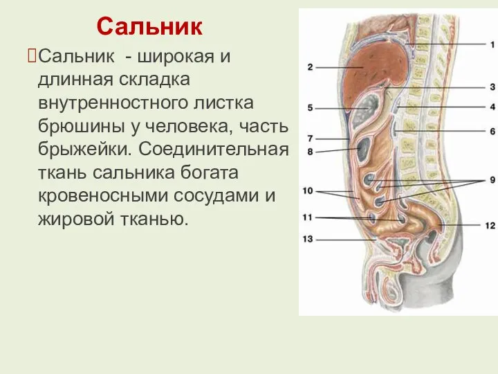 Сальник Сальник - широкая и длинная складка внутренностного листка брюшины у человека,