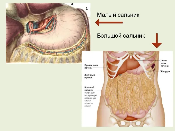 Малый сальник Большой сальник