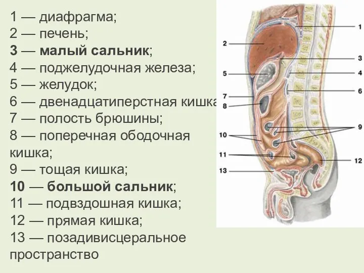 1 — диафрагма; 2 — печень; 3 — малый сальник; 4 —