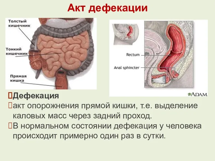 Акт дефекации Дефекация акт опорожнения прямой кишки, т.е. выделение каловых масс через