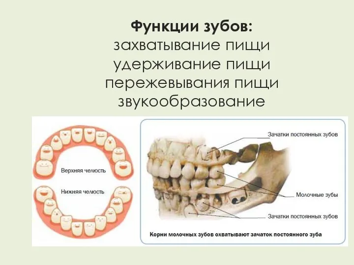 Функции зубов: захватывание пищи удерживание пищи пережевывания пищи звукообразование