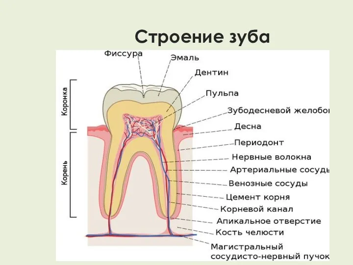 Строение зуба