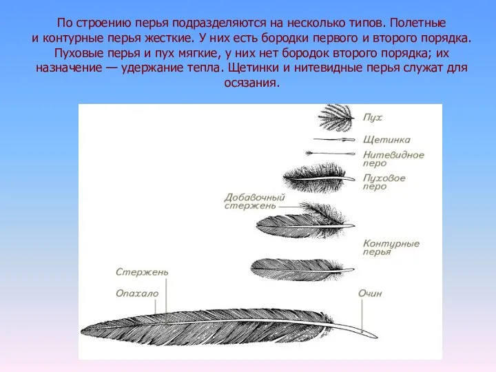 По строению перья подразделяются на несколько типов. Полетные и контурные перья жесткие.