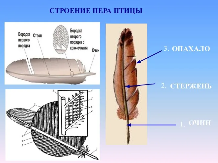 СТРОЕНИЕ ПЕРА ПТИЦЫ ОПАХАЛО ОЧИН СТЕРЖЕНЬ 2. 1. 3.