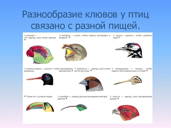 Разнообразие клювов у птиц связано с разной пищей.
