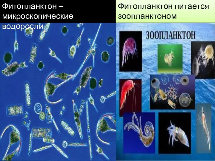 Фитопланктон – микроскопические водоросли Фитопланктон питается зоопланктоном