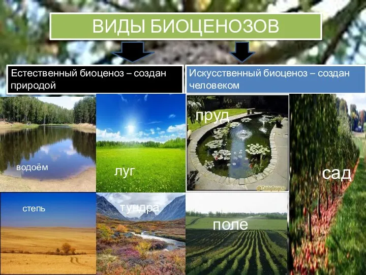 ВИДЫ БИОЦЕНОЗОВ Естественный биоценоз – создан природой Искусственный биоценоз – создан человеком