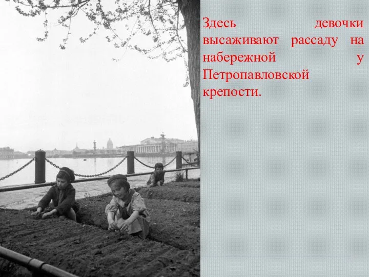 Здесь девочки высаживают рассаду на набережной у Петропавловской крепости.