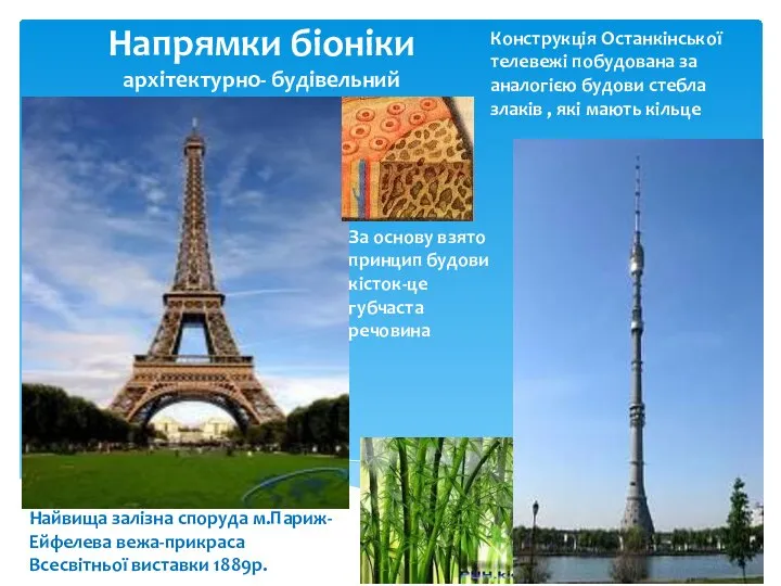 Напрямки біоніки архітектурно- будівельний За основу взято принцип будови кісток-це губчаста речовина