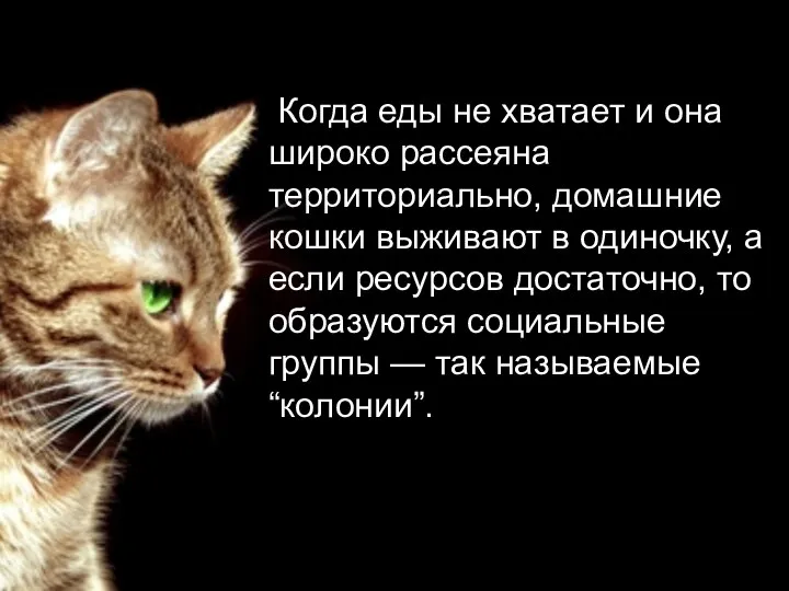 Когда еды не хватает и она широко рассеяна территориально, домашние кошки выживают