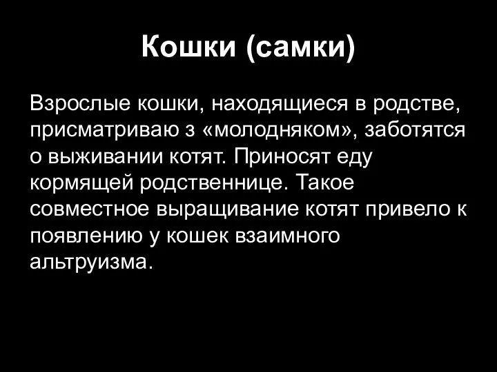 Кошки (самки) Взрослые кошки, находящиеся в родстве, присматриваю з «молодняком», заботятся о