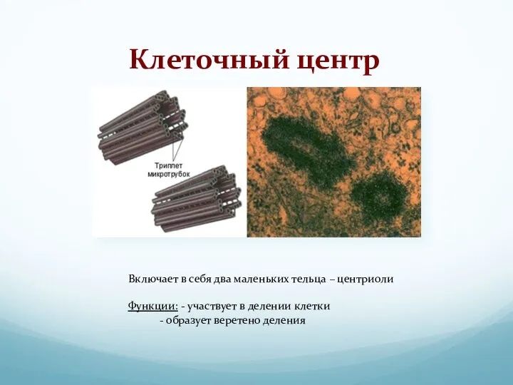 Клеточный центр Включает в себя два маленьких тельца – центриоли Функции: -