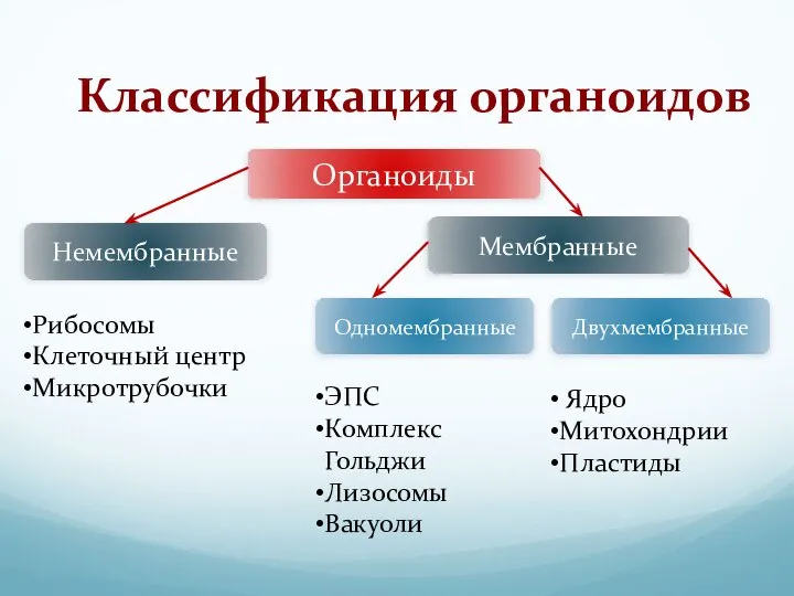 Классификация органоидов Органоиды Немембранные Мембранные Одномембранные Двухмембранные Рибосомы Клеточный центр Микротрубочки Ядро