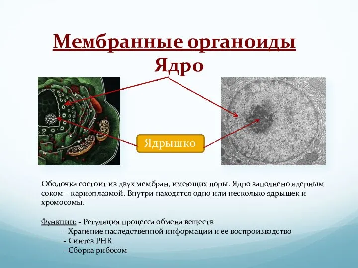 Мембранные органоиды Ядро Ядрышко Оболочка состоит из двух мембран, имеющих поры. Ядро