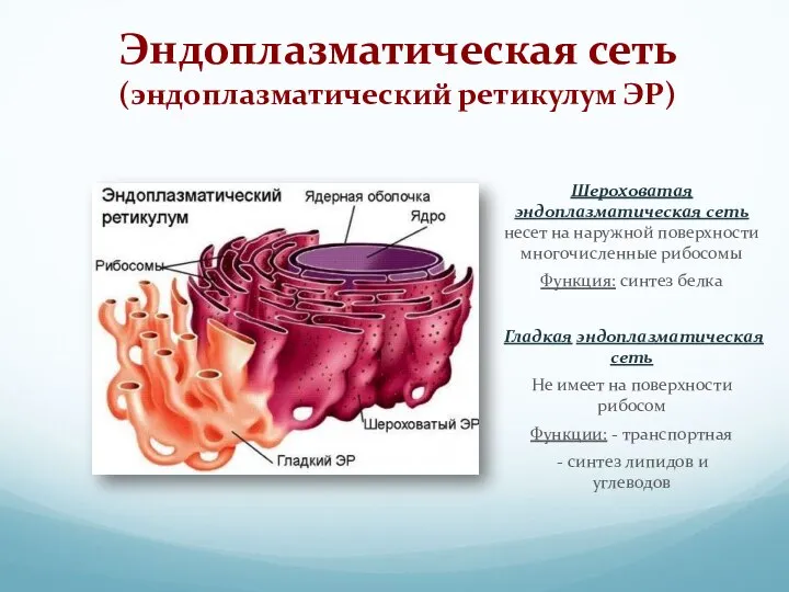 Шероховатая эндоплазматическая сеть несет на наружной поверхности многочисленные рибосомы Функция: синтез белка