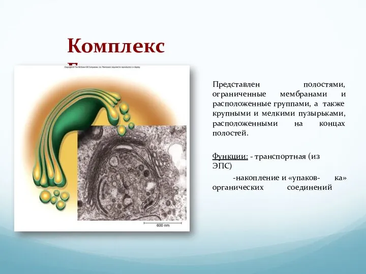 Комплекс Гольджи Представлен полостями, ограниченные мембранами и расположенные группами, а также крупными