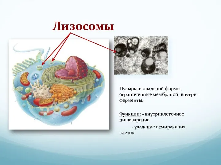 Лизосомы Пузырьки овальной формы, ограниченные мембраной, внутри – ферменты. Функции: - внутриклеточное