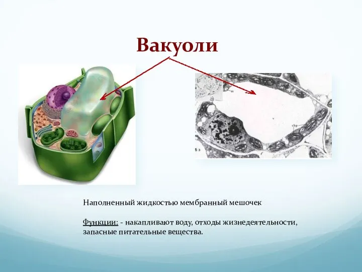 Вакуоли Наполненный жидкостью мембранный мешочек Функции: - накапливают воду, отходы жизнедеятельности, запасные питательные вещества.