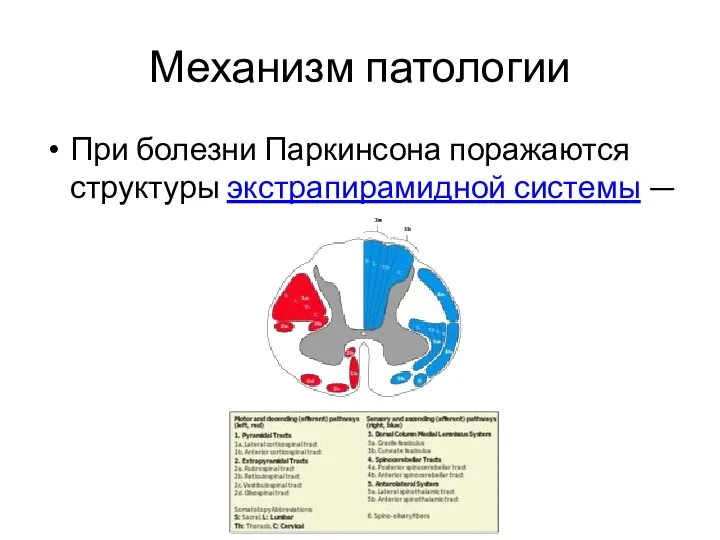 Механизм патологии При болезни Паркинсона поражаются структуры экстрапирамидной системы —