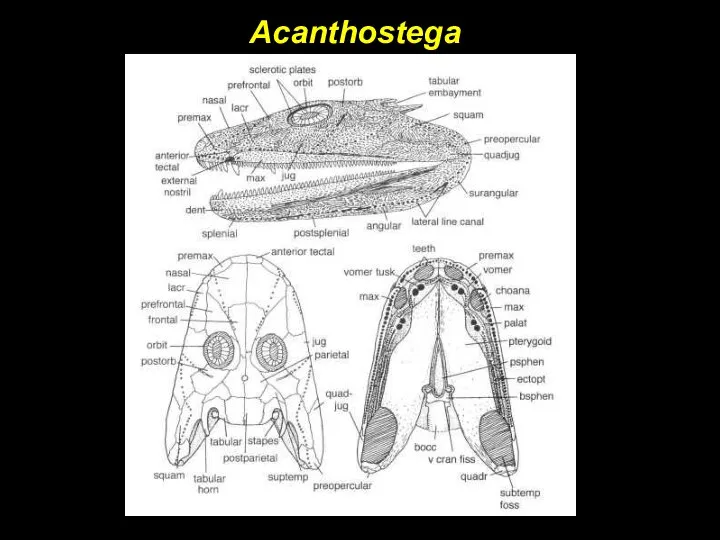 Acanthostega