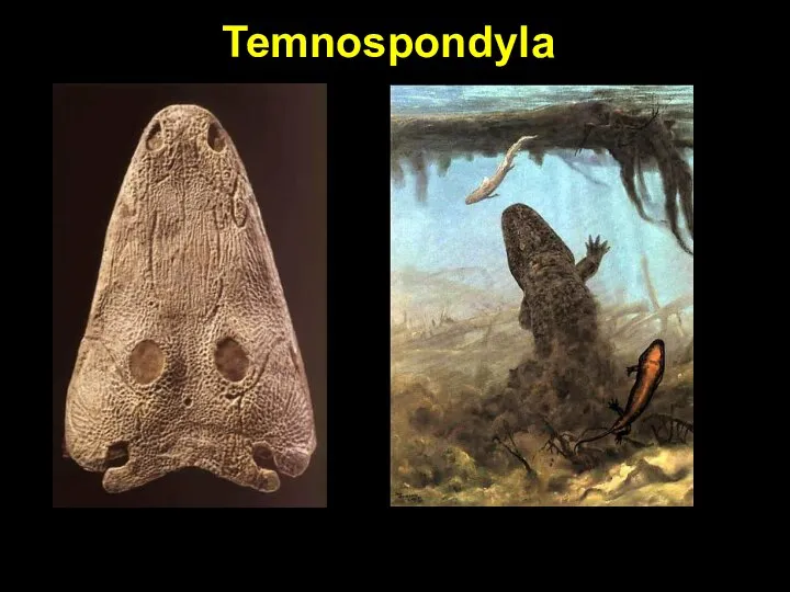 Temnospondyla