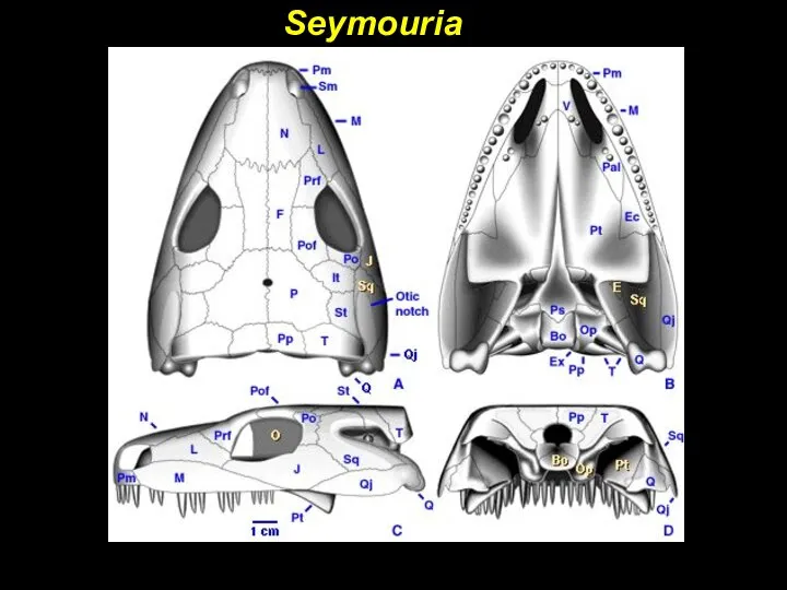 Seymouria