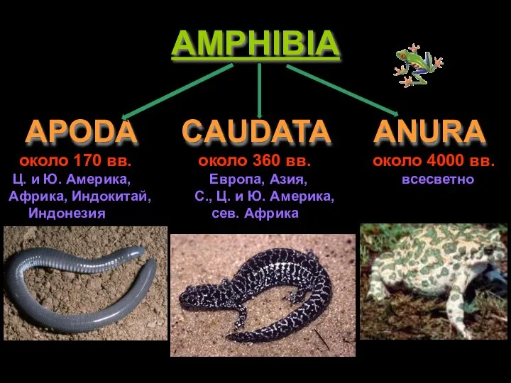 AMPHIBIA APODA CAUDATA ANURA около 170 вв. около 360 вв. около 4000