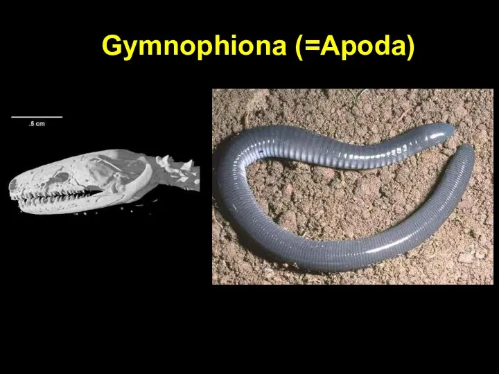 Gymnophiona (=Apoda)